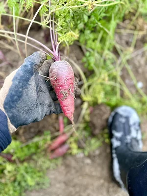 Seed Program