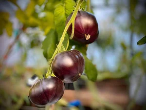Seed Program