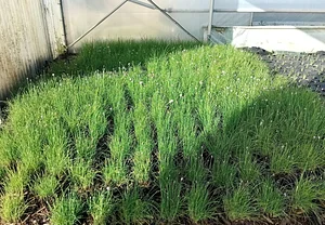 Conversion à L'agriculture Biologique Les Serres de Marcel