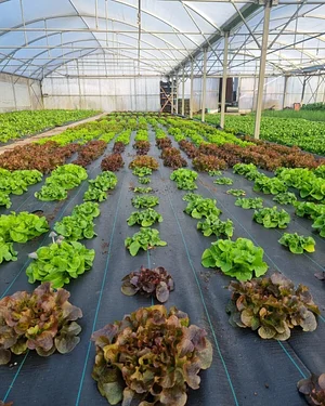 Conversion à L'agriculture Biologique Les Serres de Marcel