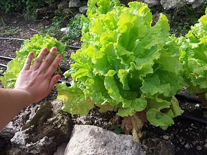 ¡Increíbles lechugas!