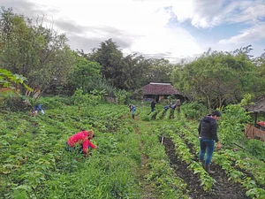 Agroforestería