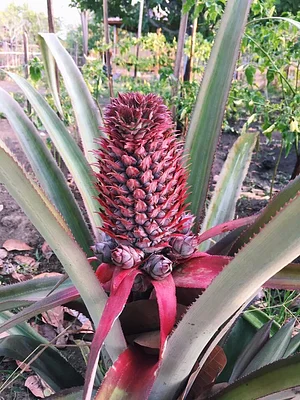 Saifana Organic Farm