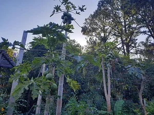 Quinta Amazonas 4