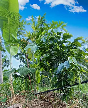 Fazenda Santa Clara - Bela Vista de Goiás