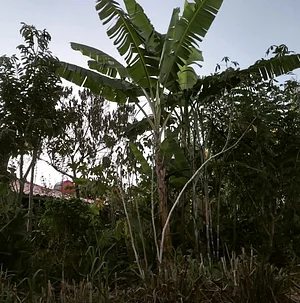 Dia de manejar agrofloresta