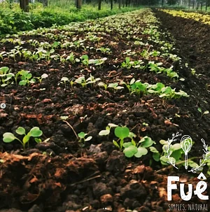Fuê Simples Natural