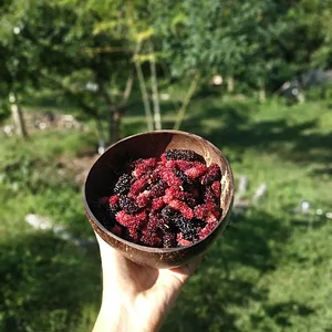 Saifana Organic Farm
