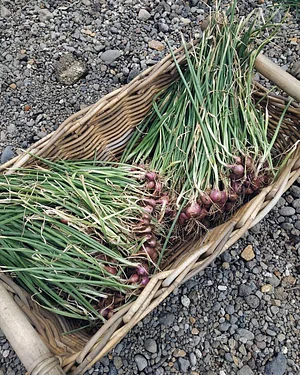 Saifana Organic Farm