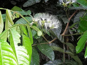 Rainforest Saver