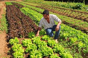 Feira de orgânicos de Planaltina