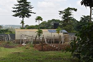 Hydro Aquaponics - cultivating plants in water from fish ponds