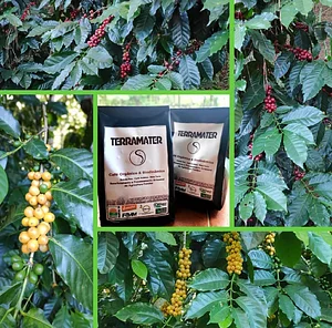 Café Orgânico e Biodinâmico
