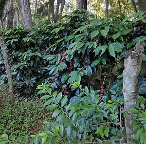 Cafezal integrado na Agrofloresta