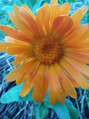 calendula