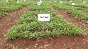 Giving Hope Foundation