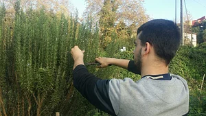 Podando romeros