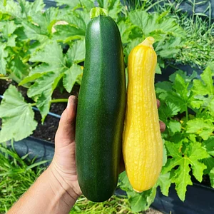 NCSU Agroecology Education Farm