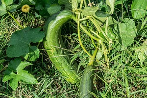 NCSU Agroecology Education Farm