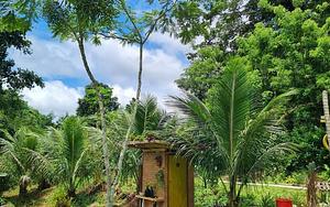 Núcleo de Agroecologia em Agrofloresta