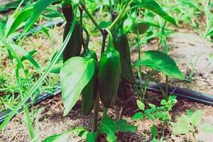 NCSU Agroecology Education Farm