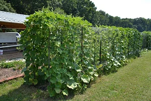 NCSU Agroecology Education Farm