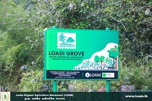 Agroecology, Agroforestry, Regererative, Organic, and Anlog Forestry Center (LOADI GROVE)