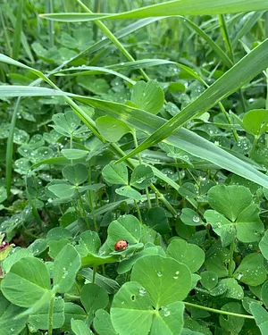 NCSU Agroecology Education Farm