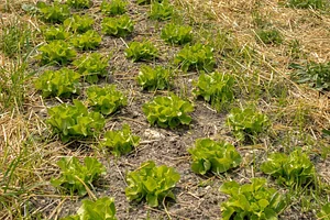NCSU Agroecology Education Farm