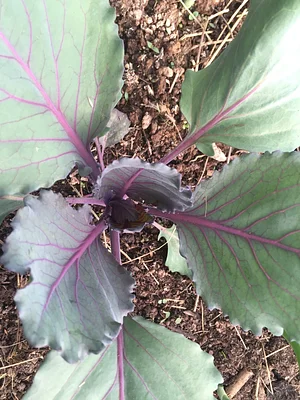 Utica Bridge Farms