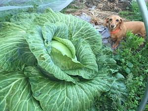 Utica Bridge Farms