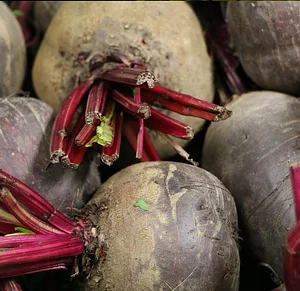Pico - Organic freshness for trade and gastronomy