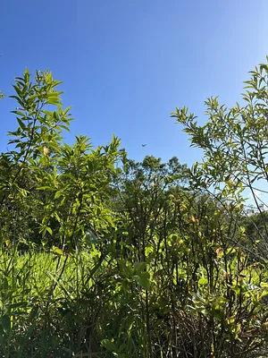 Sítio Permacultural Fonte da Vida