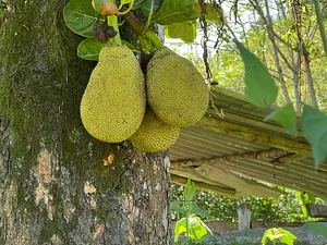 Sítio Permacultural Fonte da Vida