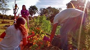 Horta Comunitária - Agrofloresta