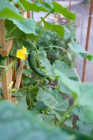 UC Santa Cruz Center for Agroecology