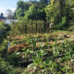 Saifana Organic Farm
