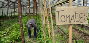Desarrollo y difusión de estrategias de base agroecológica para y con productores familiares de la región pampeana