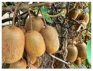 Kiwi Fruit