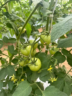 TerrAtiva - Biofertilizante