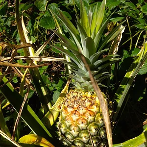 Kendall Permaculture Farm
