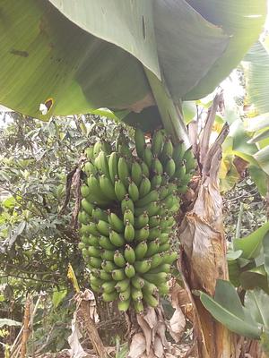 Kutxé - Horta Urbana Produz, Alimenta e Ensina