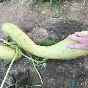 Kendall Permaculture Farm