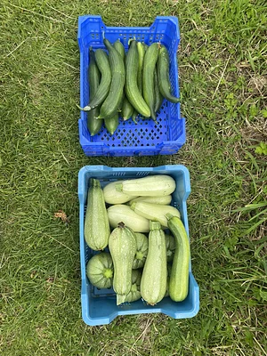 Courgettes bio