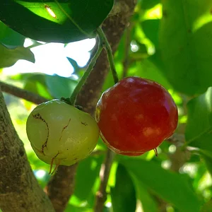Kendall Permaculture Farm