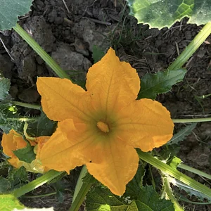Fleur de courgette