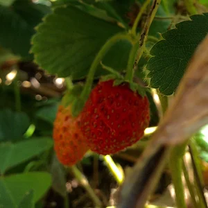 Kendall Permaculture Farm