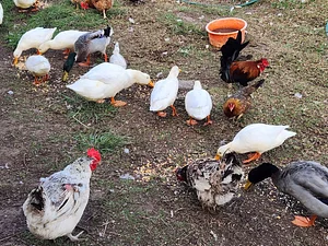 Feeding time for the chickens and ducks.