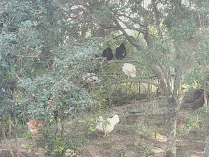 Chickens roosting in a tree.