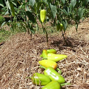 Likhalikasan Permaculture Farm